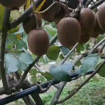 陕南特产大量供应新鲜树上大果猕猴桃，果子硬甜度好15万斤