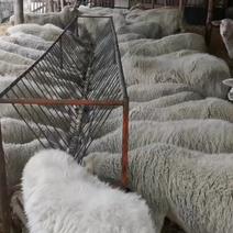 绵羊（出售羊群，约90多只，含羊羔和待产母羊）