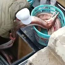 钓船钓的鳗鱼，大鳗15斤起，中鳗6一15斤，小鳗6斤下，