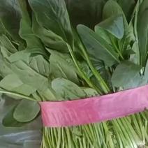 河北衡水宝华疏菜市场菠菜已经上市了