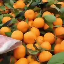 正宗城固为桔园橘子