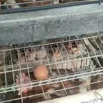 湖北随州活鸡淘汰鸡现大量出售活鸡支持欢迎电联