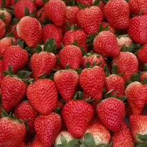 精品红颜草莓，产地一手货源，质量保证，欢迎来电咨询