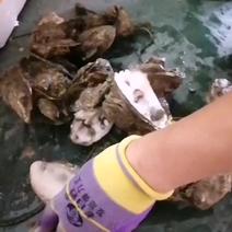 湛江市本地干净薄壳吊养白蚝，蚝条2.8元一斤，非常勿扰