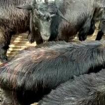 大量肉羊肉用山羊肉用绵羊屠宰羊批发免费运输