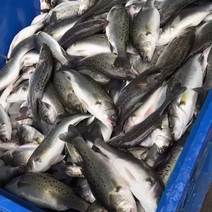 海鲈鱼特价处理海鲈鱼全国稳定供应，规格齐全全国