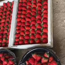 红颜奶油草莓大量上市
