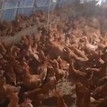 散养小公鸡，四个多月，均重三斤半左右，三千多只，急售