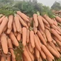 山东精品三红胡萝卜大量供应，诚信报价货源充足