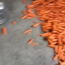 大量供应胡萝卜
