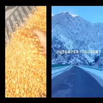 新疆伊犁烘干玉米