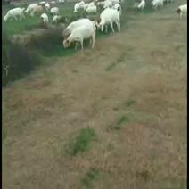 放牧山羊，不吃任何饲料无添加任何催生素。