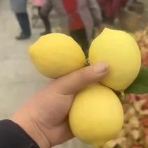 四川柠檬全国供应