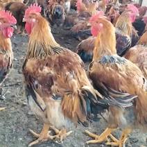 出售大量三黄鸡，平均重量4.06公斤