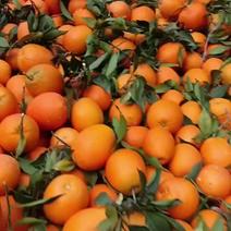 纽荷尔脐橙精品橙子产地直发保质保量
