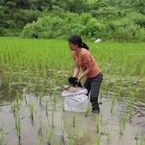 一年一季，传统种植山泉水灌溉大米