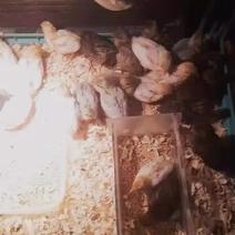 山西自家养殖芦丁鸡大量现货欢迎来电