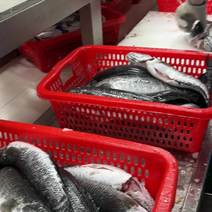 全年稳定供应各种规格黑鱼生鱼黑鱼片黑鱼柳生鱼片鱼柳