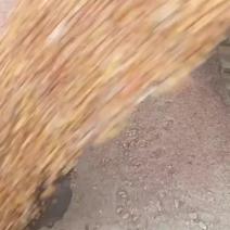 新疆伊犁烘干玉米