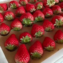 九九草莓红颜草莓
