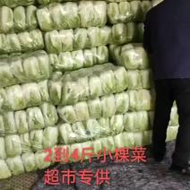 邯郸白菜-青杂3号白菜一手货源，价格便宜欢迎采购
