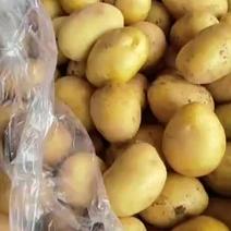 广东惠东中土豆大量有货