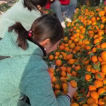 奉节脐橙：二级果小果通货一树清商品果大量上市了欢迎来选购
