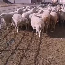 祁连牧场大母羊-活羊，品质好，常年供货产地直销