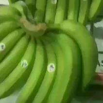 越南香蕉