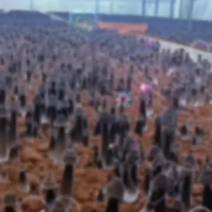 湖南江华黑皮鸡枞菌基地常年供应，全国，当日采次日发