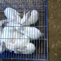 新西兰白兔、伊拉兔子、花橘幼兔