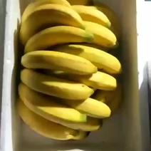精品国产香蕉