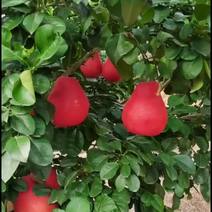 泰国暹罗红柚苗泰国三红柚苗品种纯正基地现货