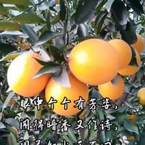 湖南石门县白云镇鑫荣果业，夏橙已经上市。