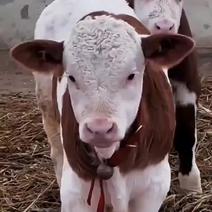 西门塔尔牛犊花牛犊肉牛改良黄牛鲁西黄牛犊