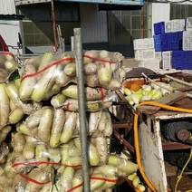 冷库储存韩国绿萝卜大白菜，便宜出售