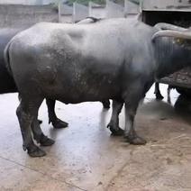 云南省大角水牛，孟拉水牛，缅甸水牛，越南水牛
