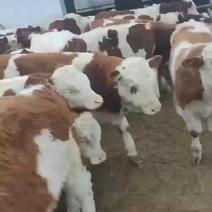 西门塔尔肉牛育肥肉牛养殖牛犊小牛生长速度快