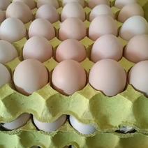 鲜鸡蛋双色鸡蛋