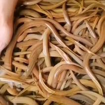 黄鳝大量批发花鳝一手货源印尼鳝孟加拉鳝+水产车
