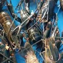 海南澳洲淡水小龙虾支持全国发货价钱致电咨询