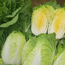 张北玲珑黄白菜，345的，456的，泡菜用的，代发全国
