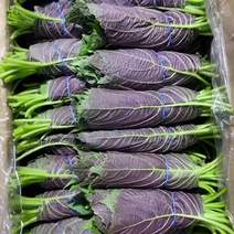 长年批发零售韩系紫苏叶，自家农场，全国发货