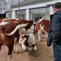 贵州肉牛犊，肉牛繁育基地直发质量保证包成活