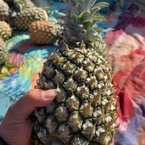 海南香水菠萝，大量到货，2.5斤起步