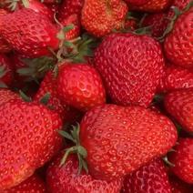 草莓红颜，量大，色好，特甜！九华，万田佳秾种植园！