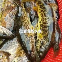 漓江河原生鳜鱼