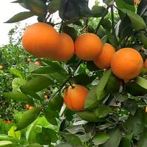 精品夏橙，产区直供，电商平台。市场超市。