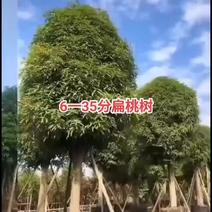 扁桃树