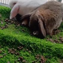 公羊兔肉兔公母兔垂耳兔怀孕宠物兔活物兔子养殖基地